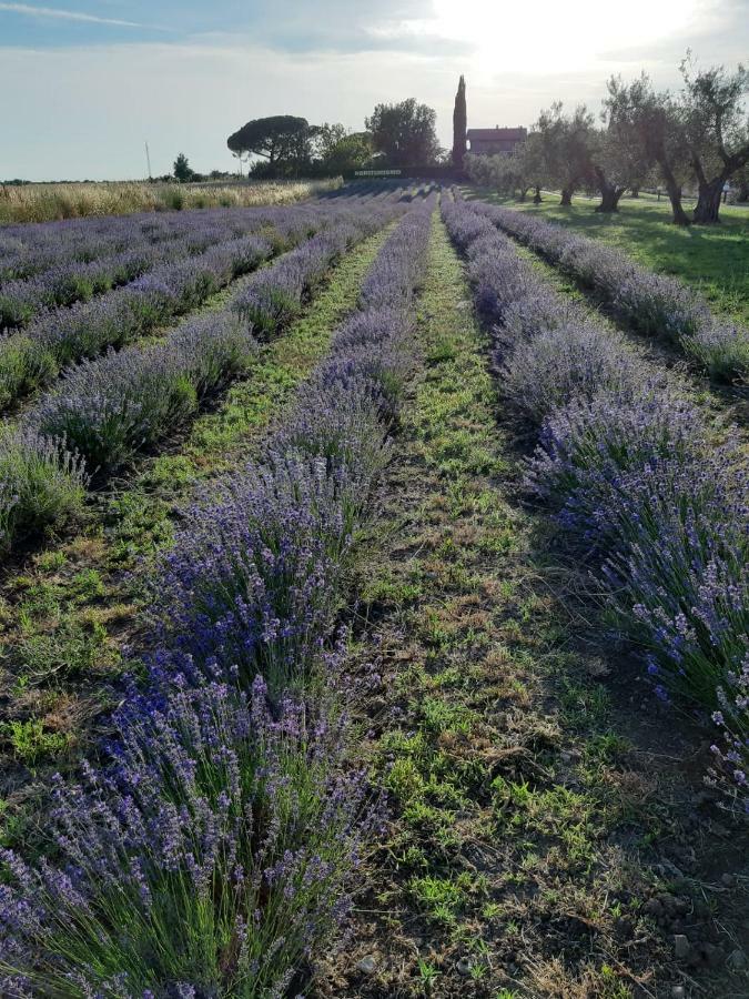 Tenuta Di Pontesodo Montalto di Castro Dış mekan fotoğraf